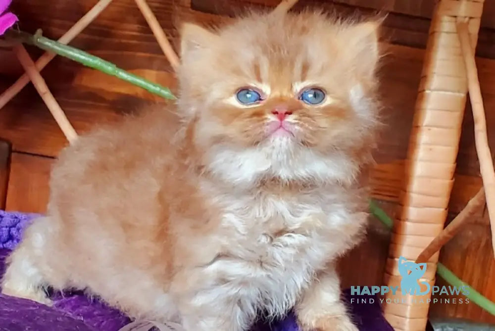 Salsa British Longhair female cinnamon ticked tabby live animals