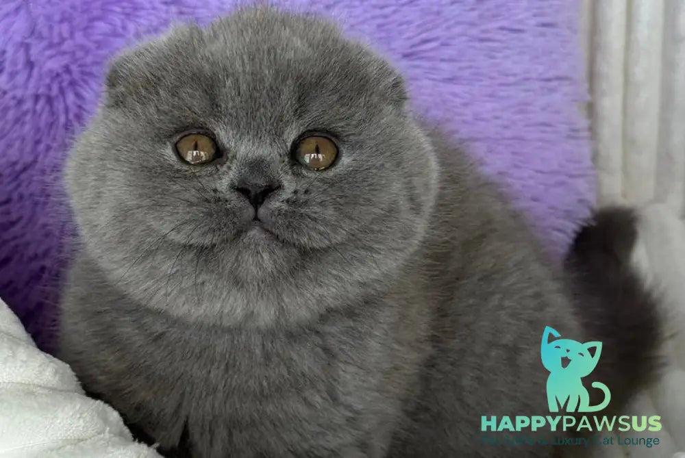 Salsa Scottish Fold female blue - live animals