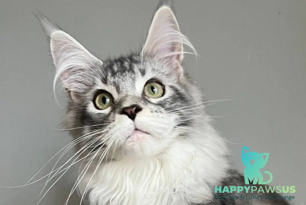 Salvador Dali Maine Coon male black silver ticked tabby bicolour - live animals
