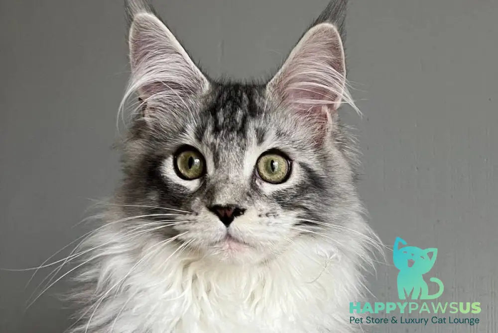 Salvador Dali Maine Coon male black silver ticked tabby bicolour - live animals
