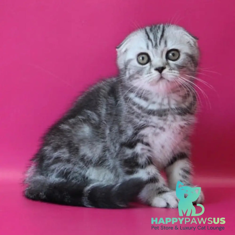 Salvador Scottish Fold male black silver tabby - live animals