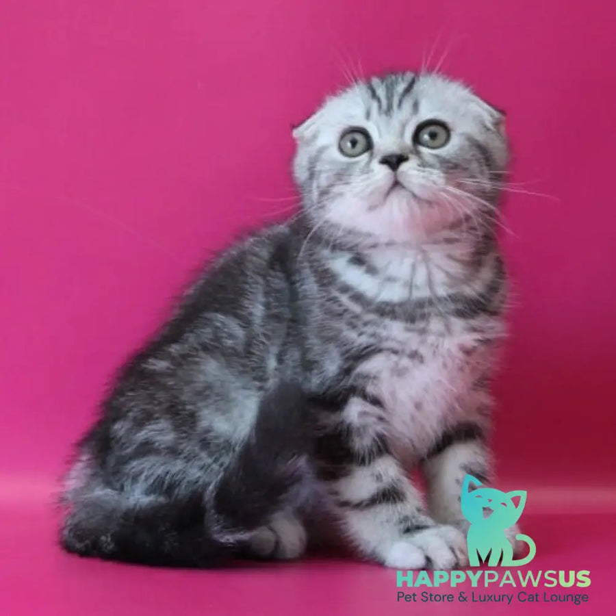 Salvador Scottish Fold male black silver tabby - live animals