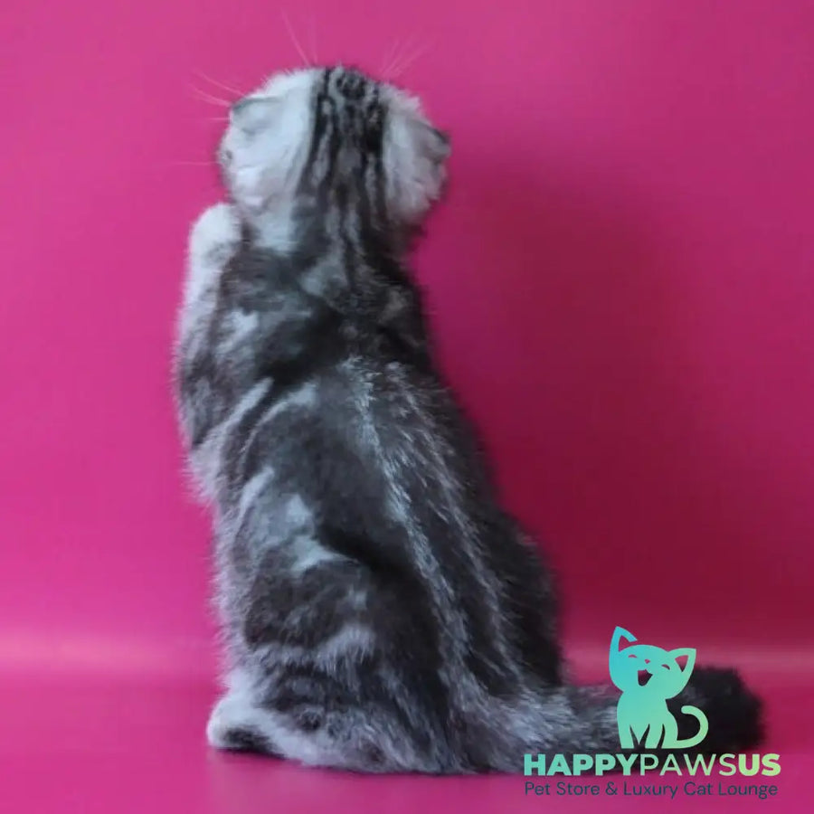 Salvador Scottish Fold male black silver tabby - live animals