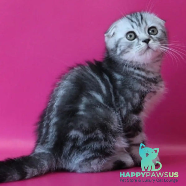 Salvador Scottish Fold male black silver tabby - live animals