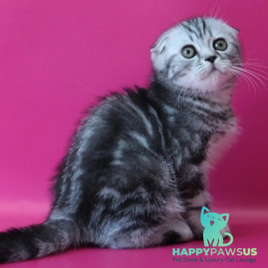 Salvador Scottish Fold male black silver tabby - live animals