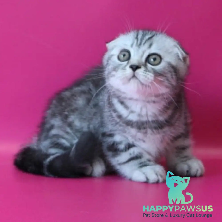 Salvador Scottish Fold male black silver tabby - live animals