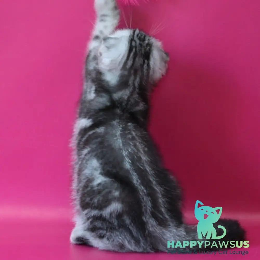 Salvador Scottish Fold male black silver tabby - live animals