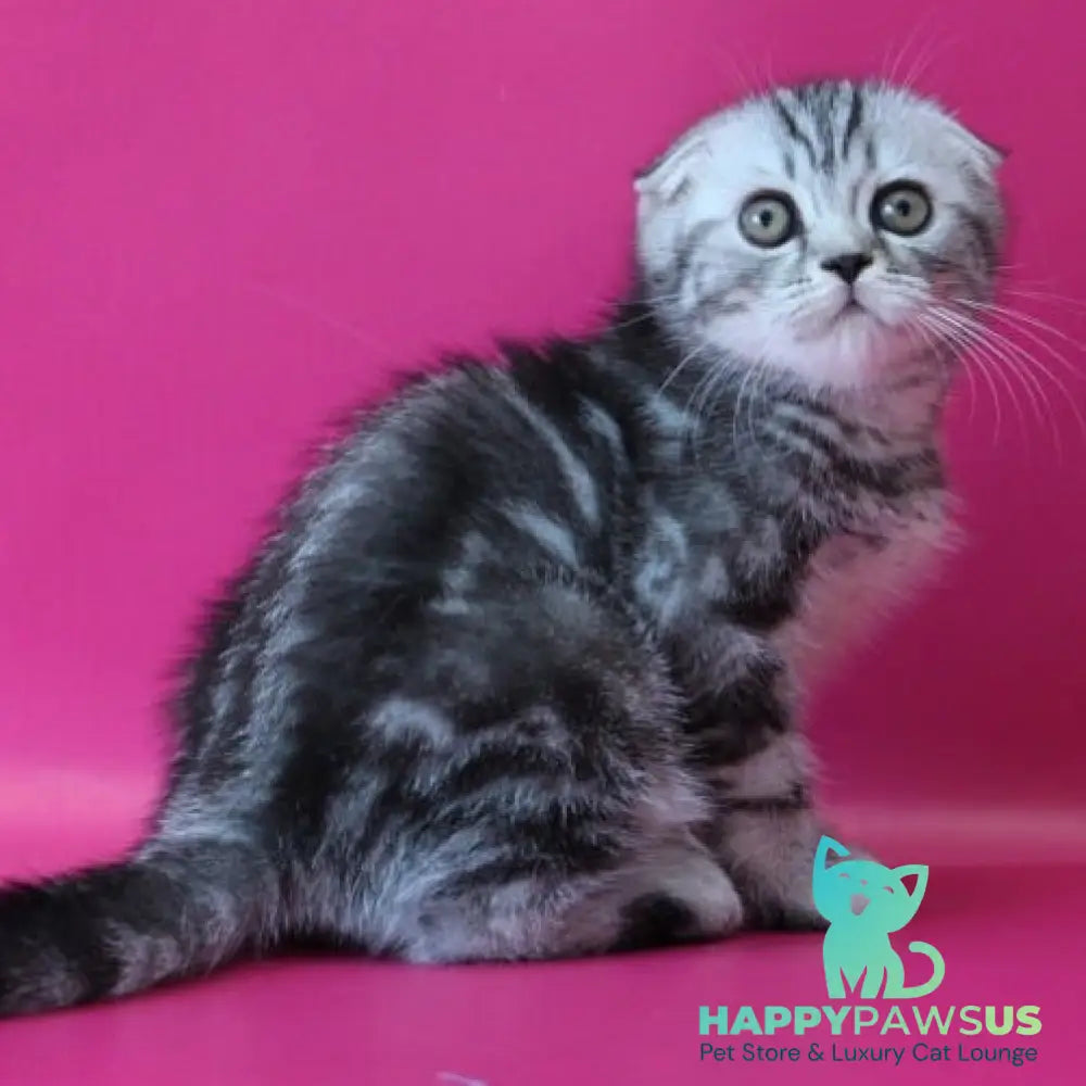Salvador Scottish Fold male black silver tabby - live animals