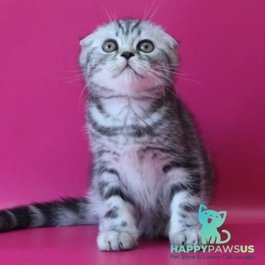 Salvador Scottish Fold male black silver tabby - live animals