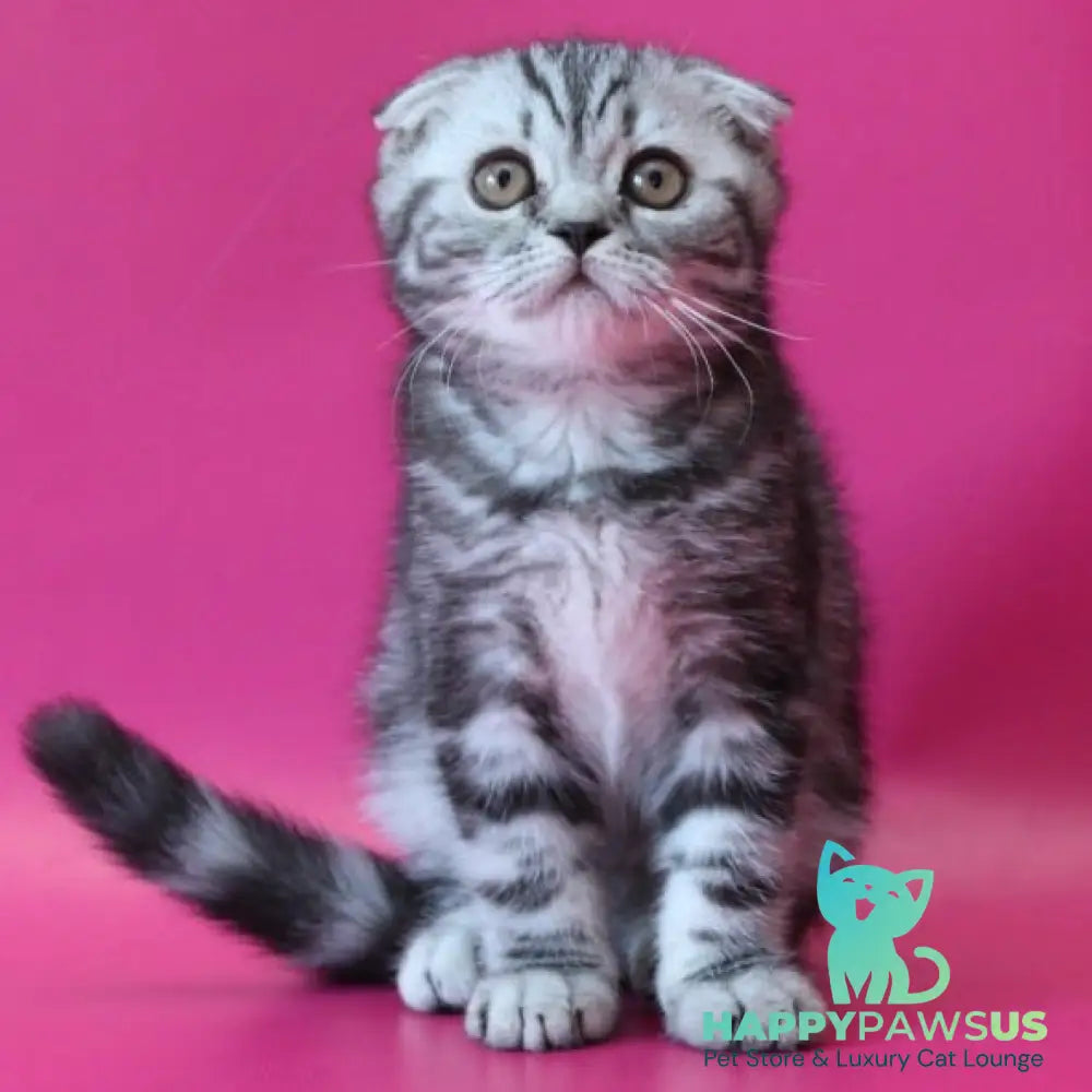 Salvador Scottish Fold male black silver tabby - live animals