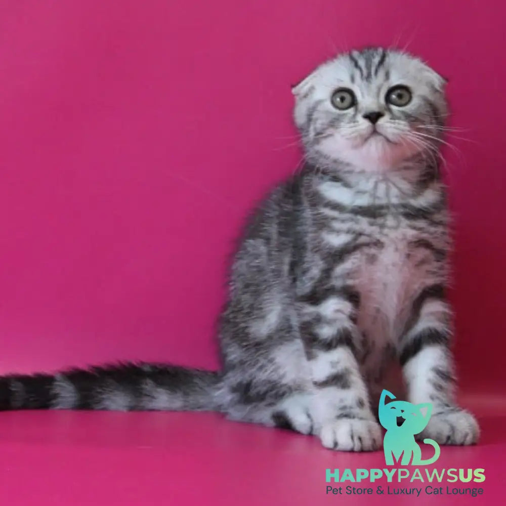 Salvador Scottish Fold male black silver tabby - live animals