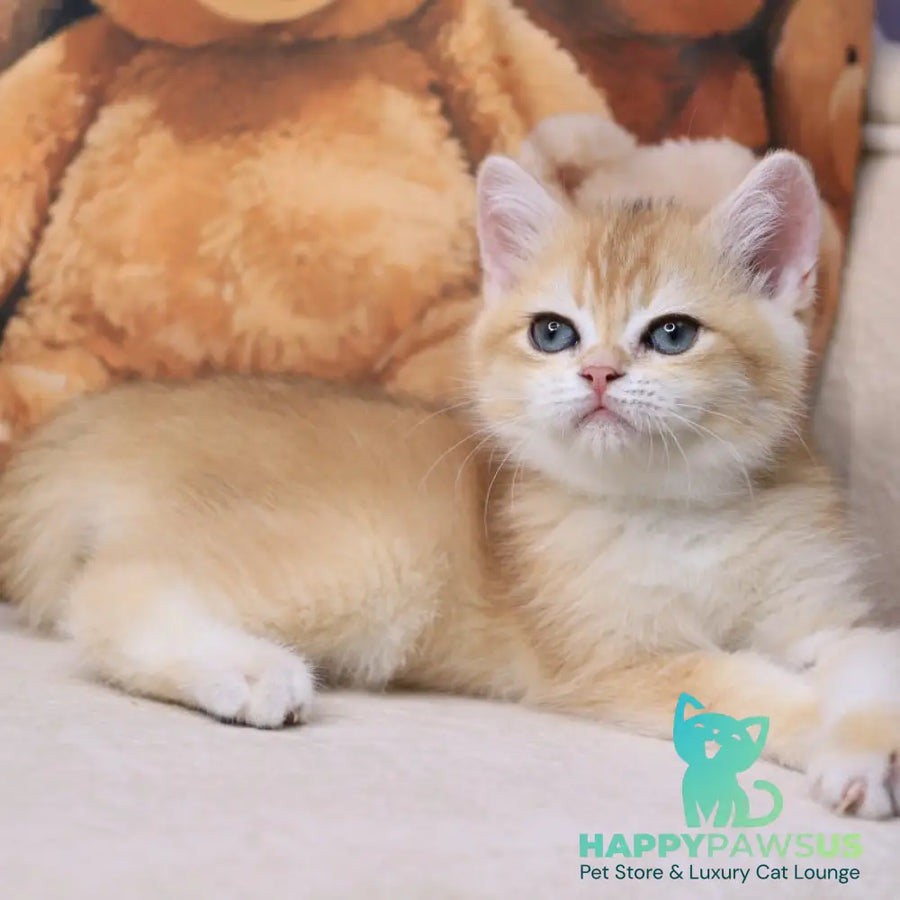 Salvi British Shorthair male black golden chinchilla - live animals