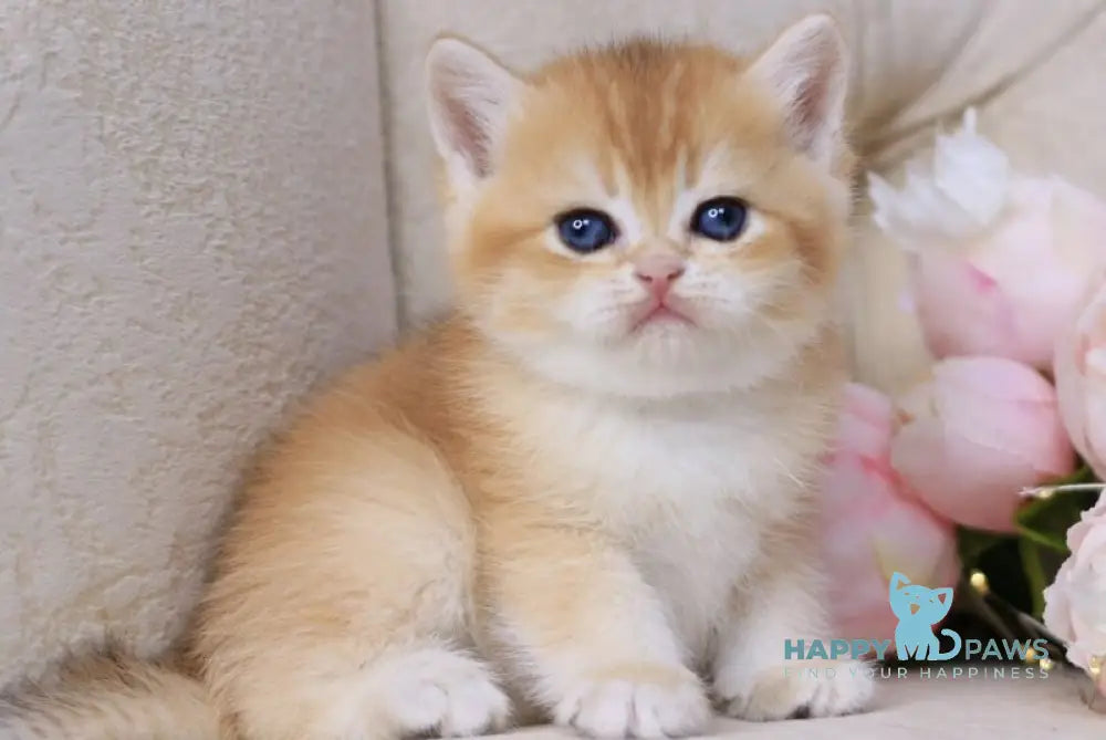 Salvi British Shorthair male black golden chinchilla - live animals