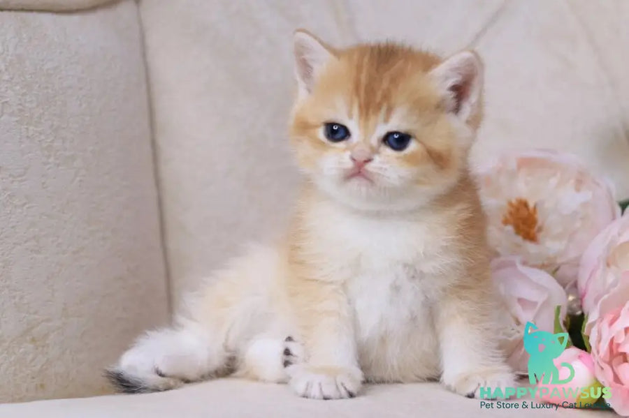 Salvi British Shorthair male black golden chinchilla - live animals