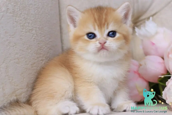 Salvi British Shorthair male black golden chinchilla - live animals