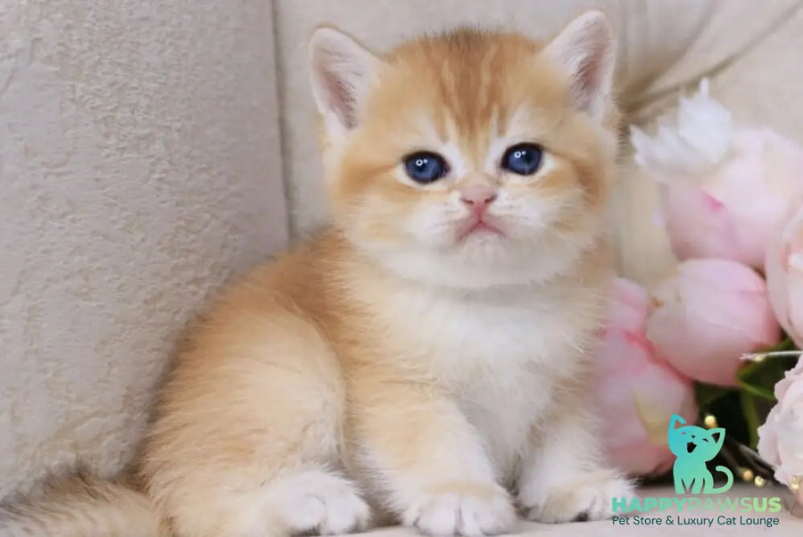Salvi British Shorthair male black golden chinchilla - live animals