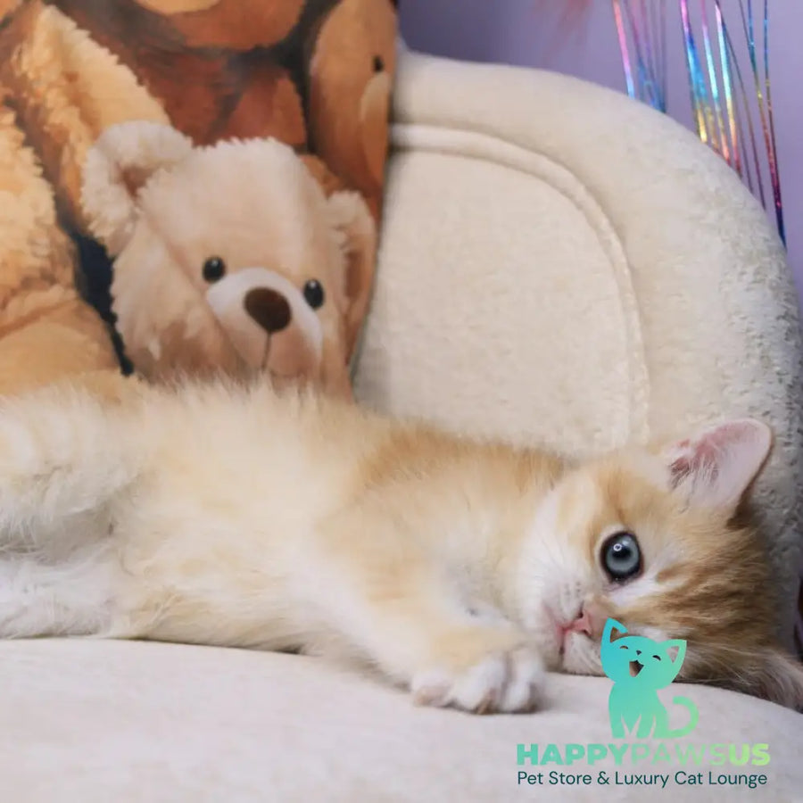 Salvi British Shorthair male black golden chinchilla - live animals