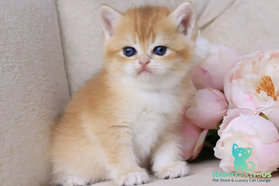 Salvi British Shorthair male black golden chinchilla - live animals