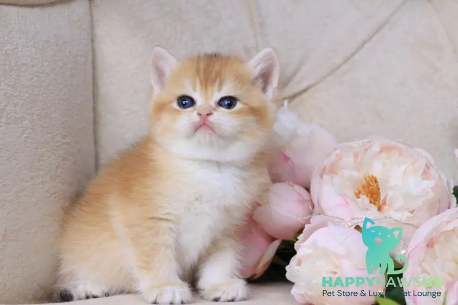 Salvi British Shorthair male black golden chinchilla - live animals