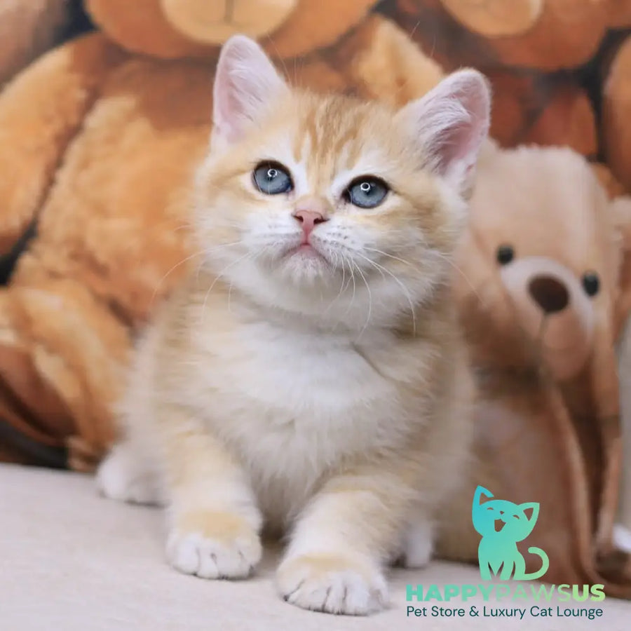 Salvi British Shorthair male black golden chinchilla - live animals