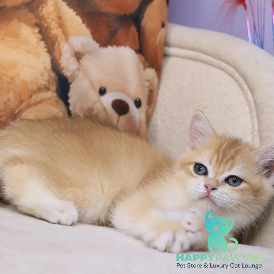 Salvi British Shorthair male black golden chinchilla - live animals