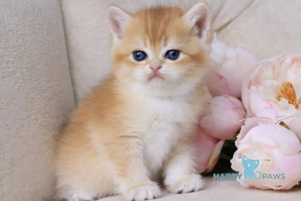 Salvi British Shorthair male black golden chinchilla - live animals