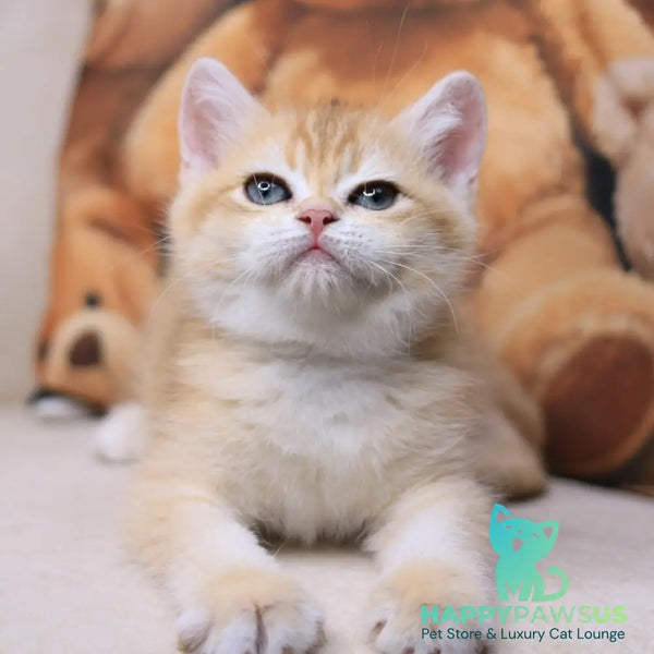 Salvi British Shorthair male black golden chinchilla - live animals
