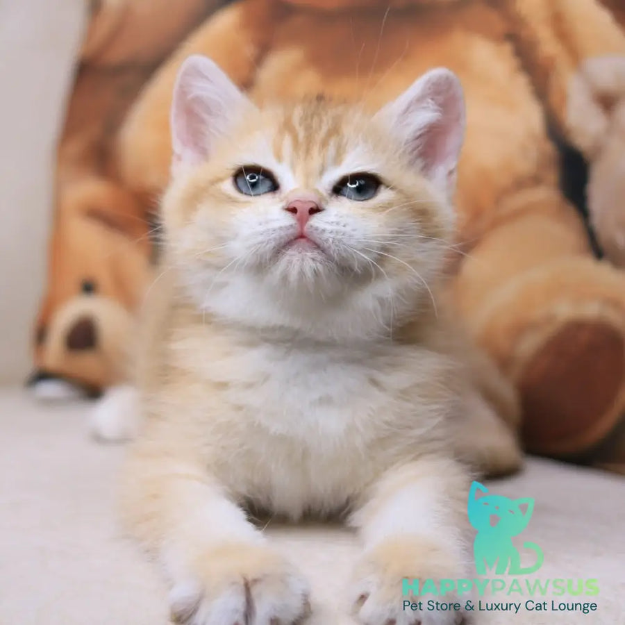 Salvi British Shorthair male black golden chinchilla - live animals