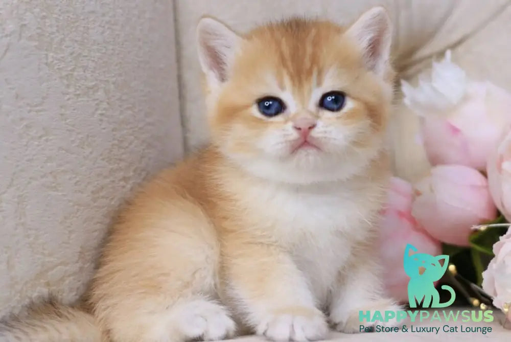 Salvi British Shorthair male black golden chinchilla - live animals