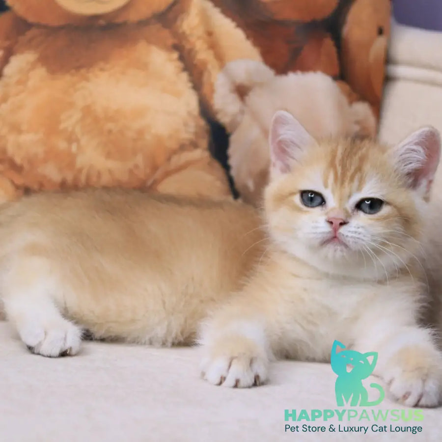 Salvi British Shorthair male black golden chinchilla - live animals