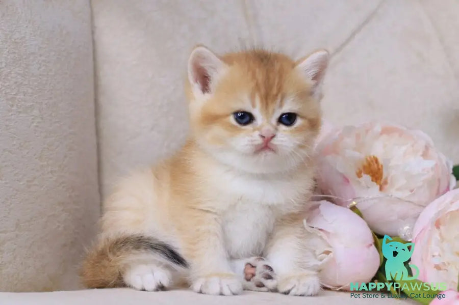 Salvi British Shorthair male black golden chinchilla - live animals