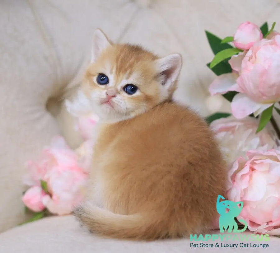 Salvi British Shorthair male black golden chinchilla - live animals