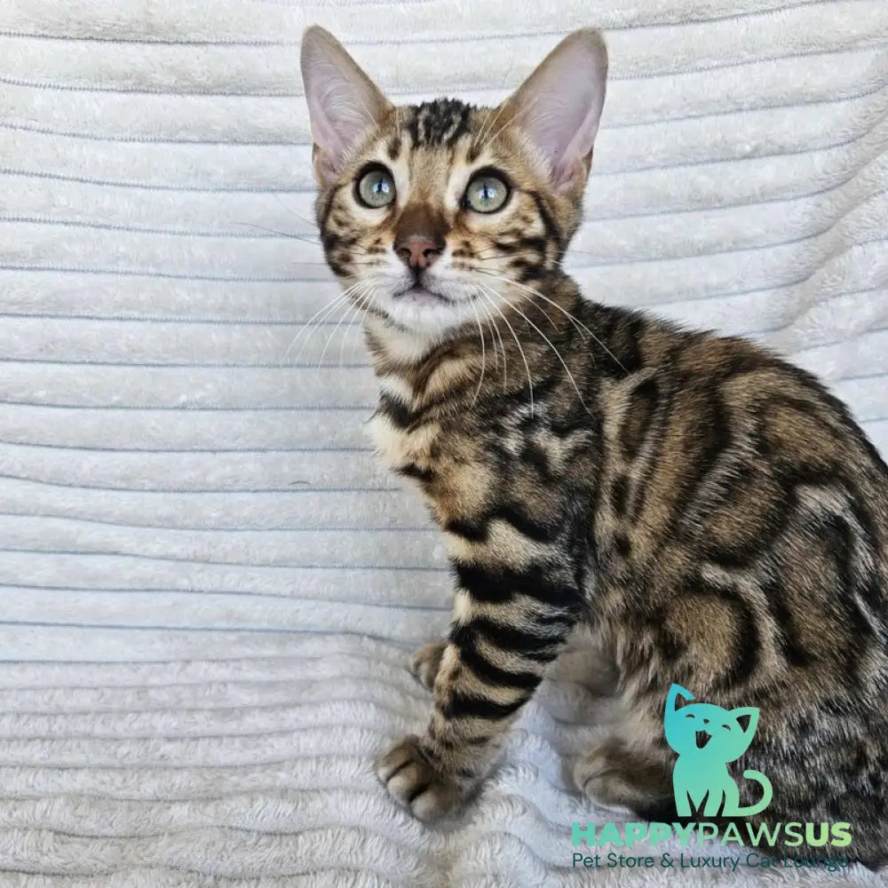 Sam Bengal male black spotted tabby - live animals