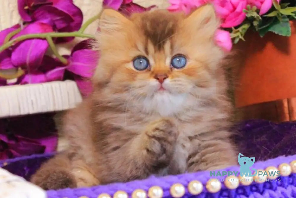 Sam British Longhair male chocolate golden ticked tabby live animals