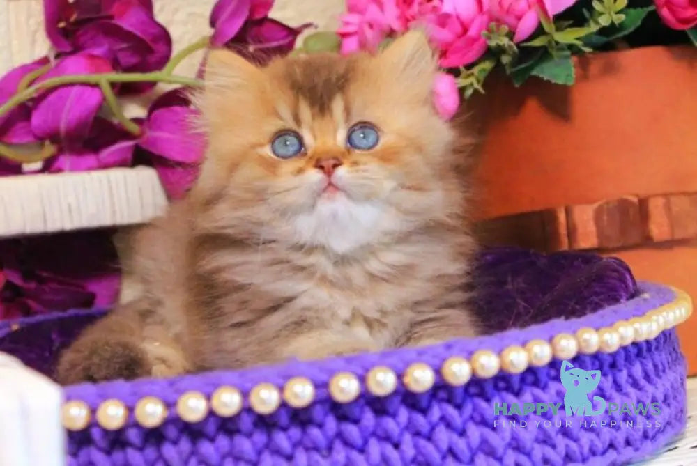 Sam British Longhair male chocolate golden ticked tabby live animals