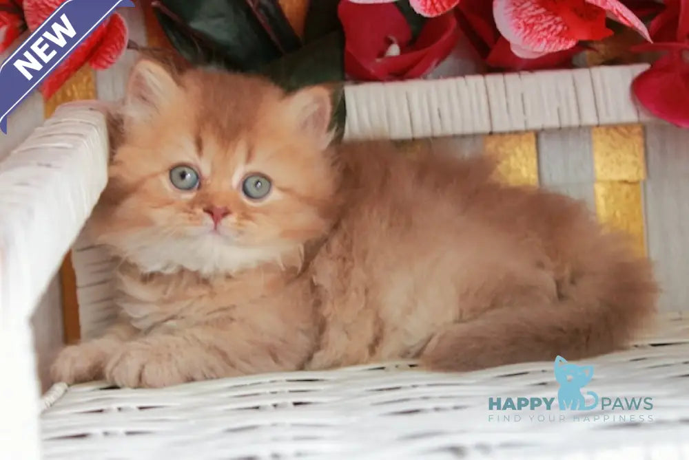 Sam British Longhair male cinnamon ticked tabby live animals