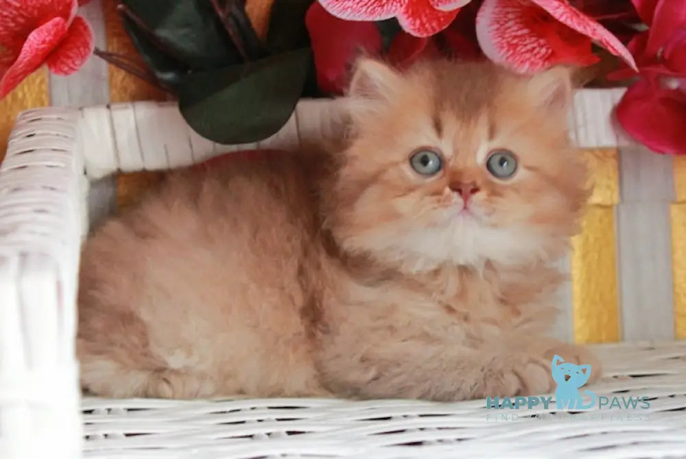 Sam British Longhair male cinnamon ticked tabby live animals