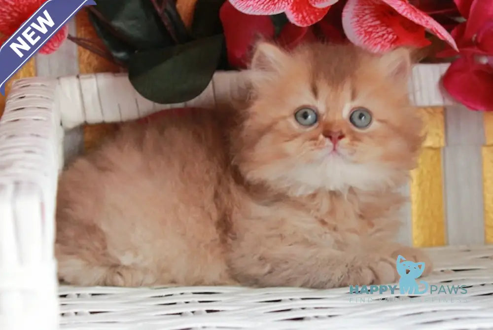 Sam British Longhair male cinnamon ticked tabby live animals
