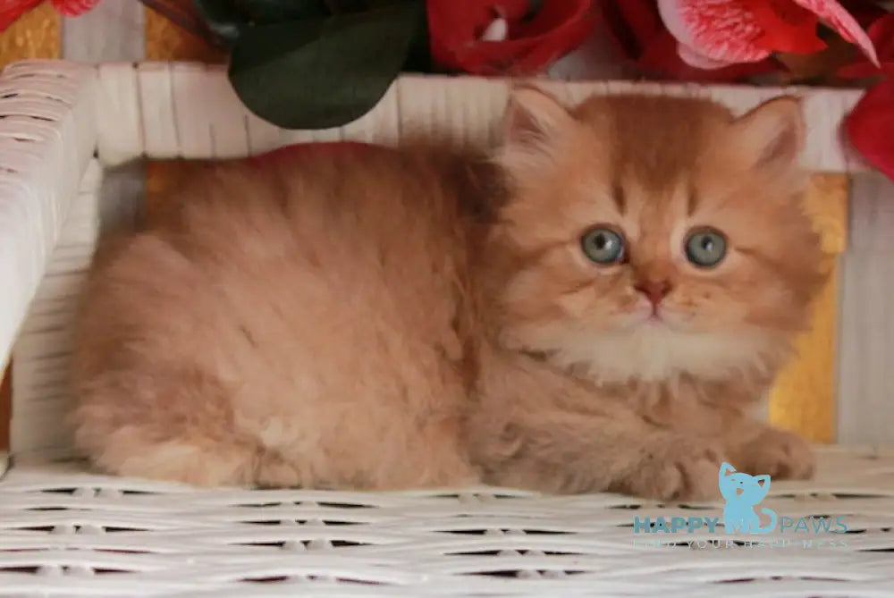 Sam British Longhair male cinnamon ticked tabby live animals