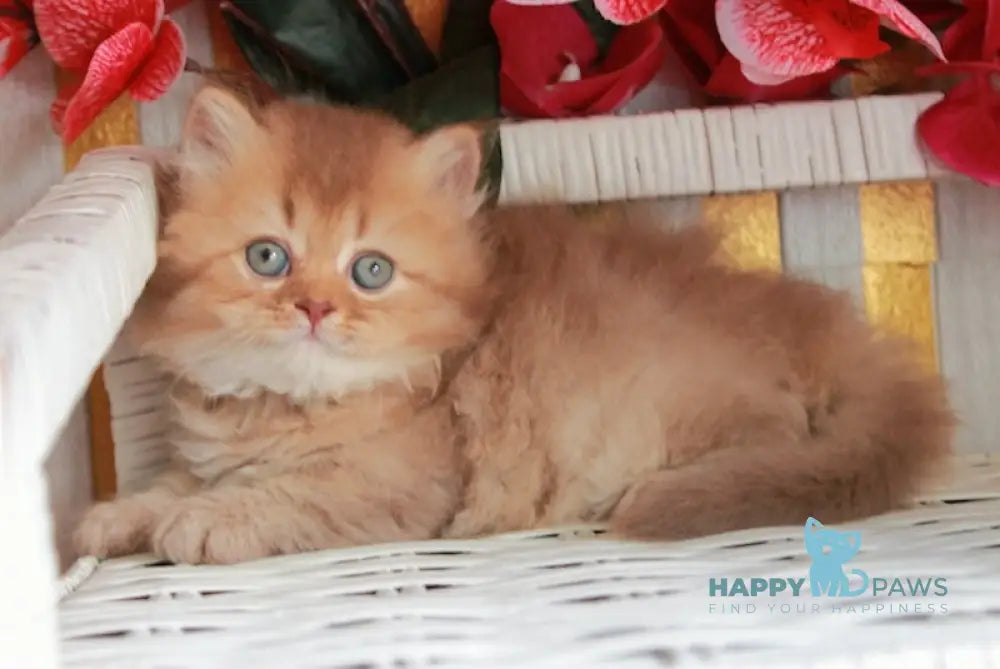 Sam British Longhair male cinnamon ticked tabby live animals