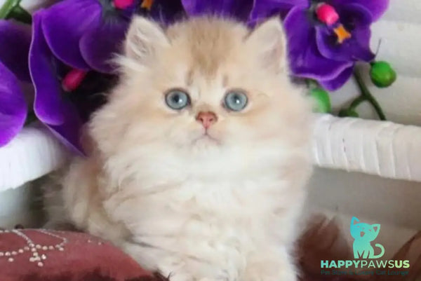 Sam British Longhair male lilac golden shaded - live animals