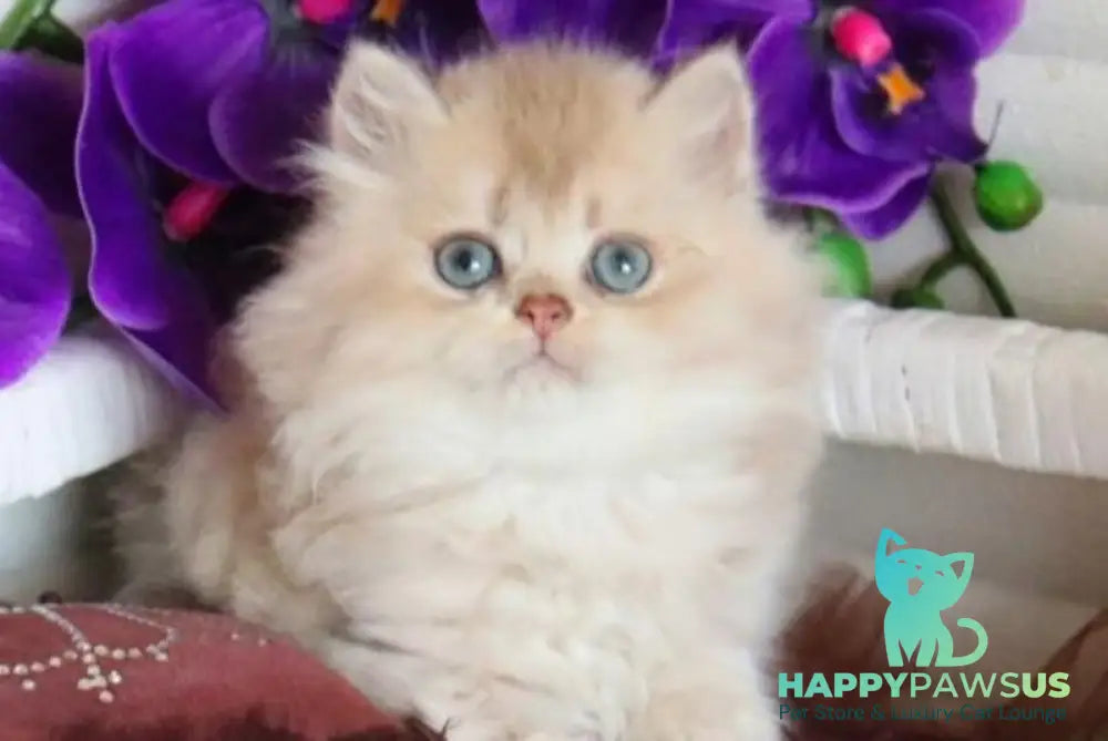 Sam British Longhair male lilac golden shaded - live animals