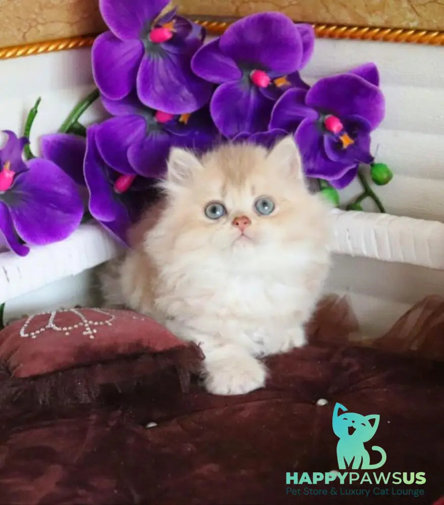 Sam British Longhair male lilac golden shaded - live animals