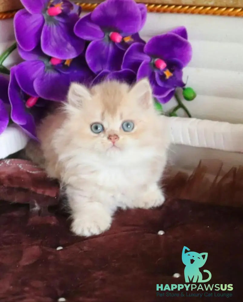 Sam British Longhair male lilac golden shaded - live animals