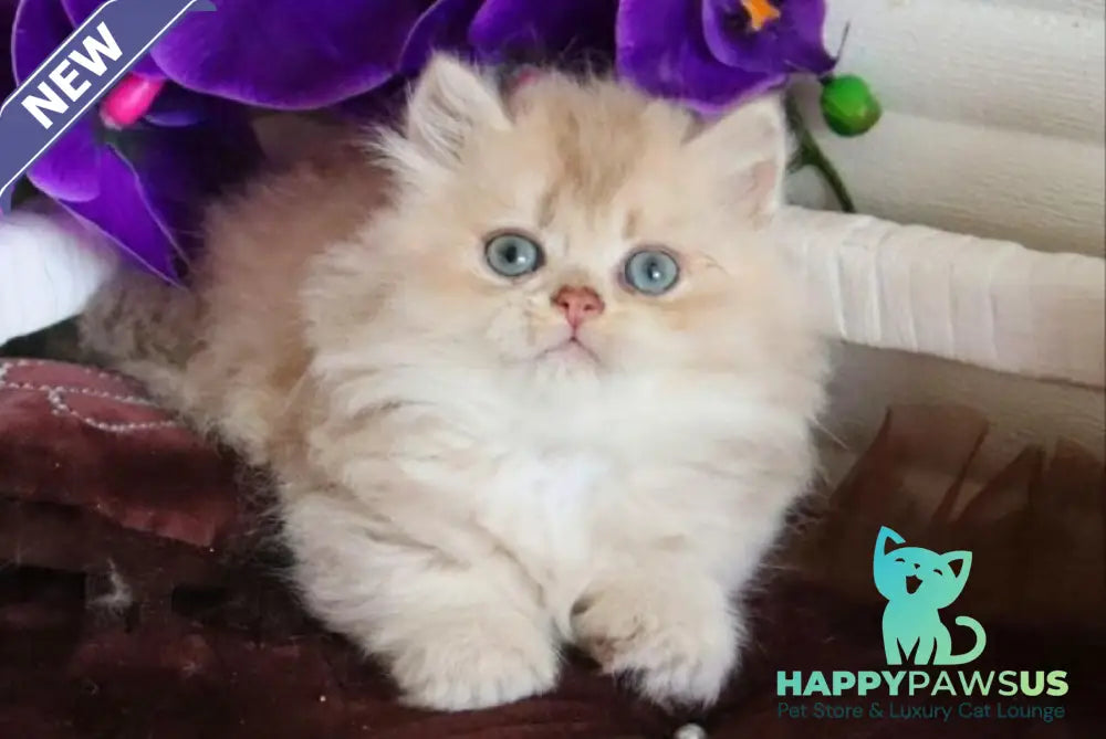 Sam British Longhair male lilac golden shaded - live animals