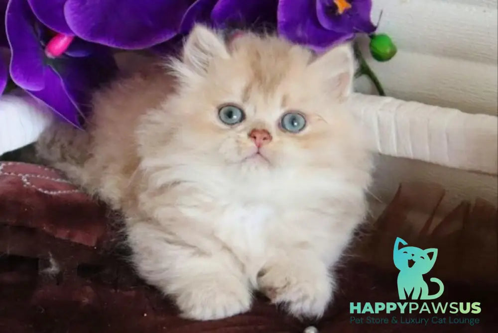 Sam British Longhair male lilac golden shaded - live animals