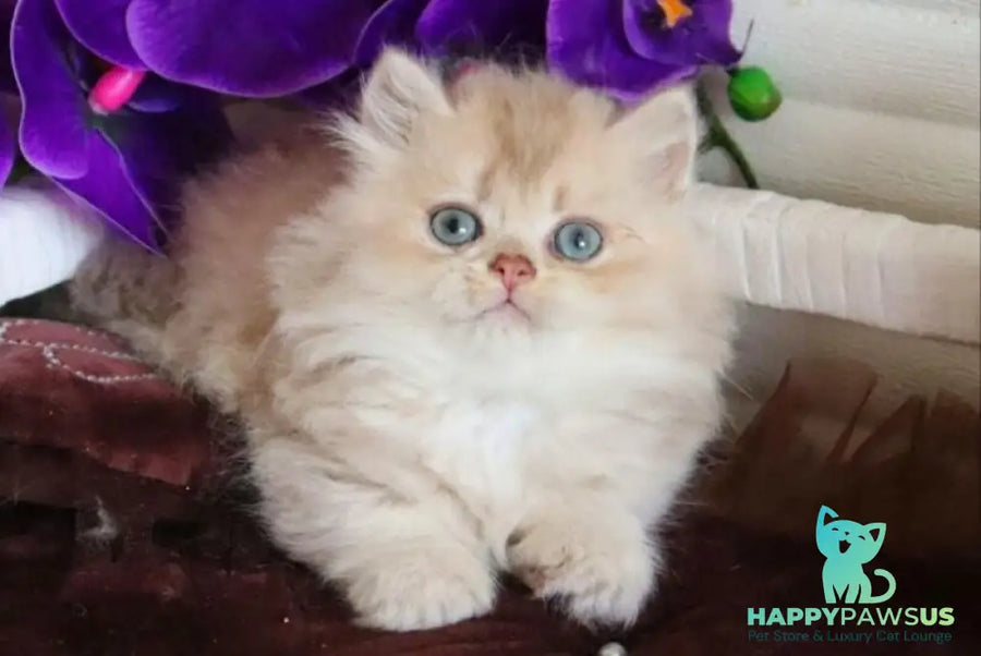 Sam British Longhair male lilac golden shaded - live animals