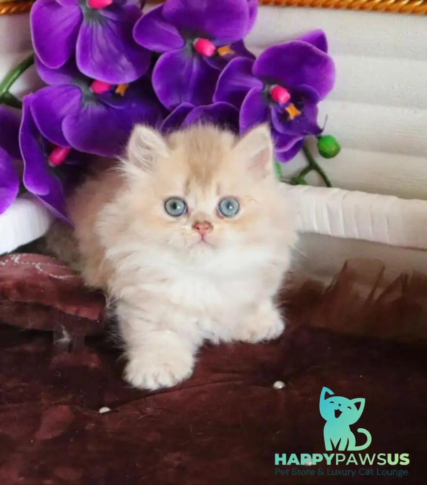 Sam British Longhair male lilac golden shaded - live animals