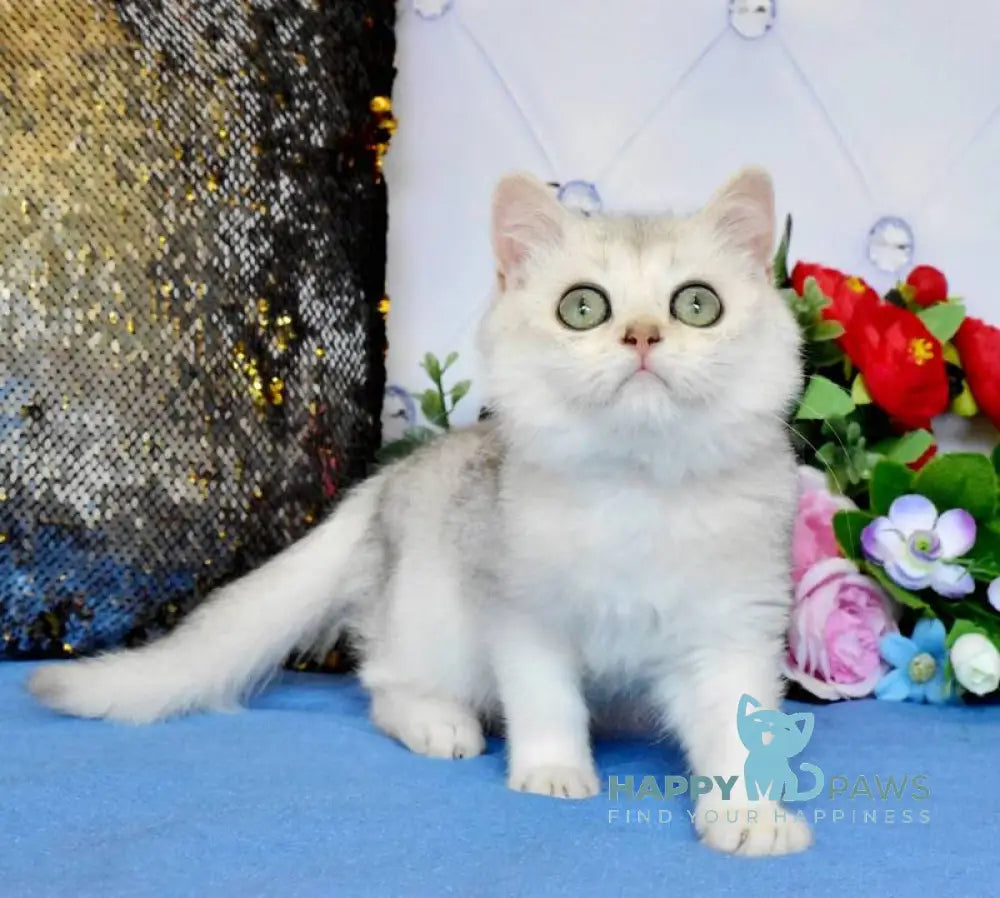 Sаm British Shorthair male black silver shaded live animals