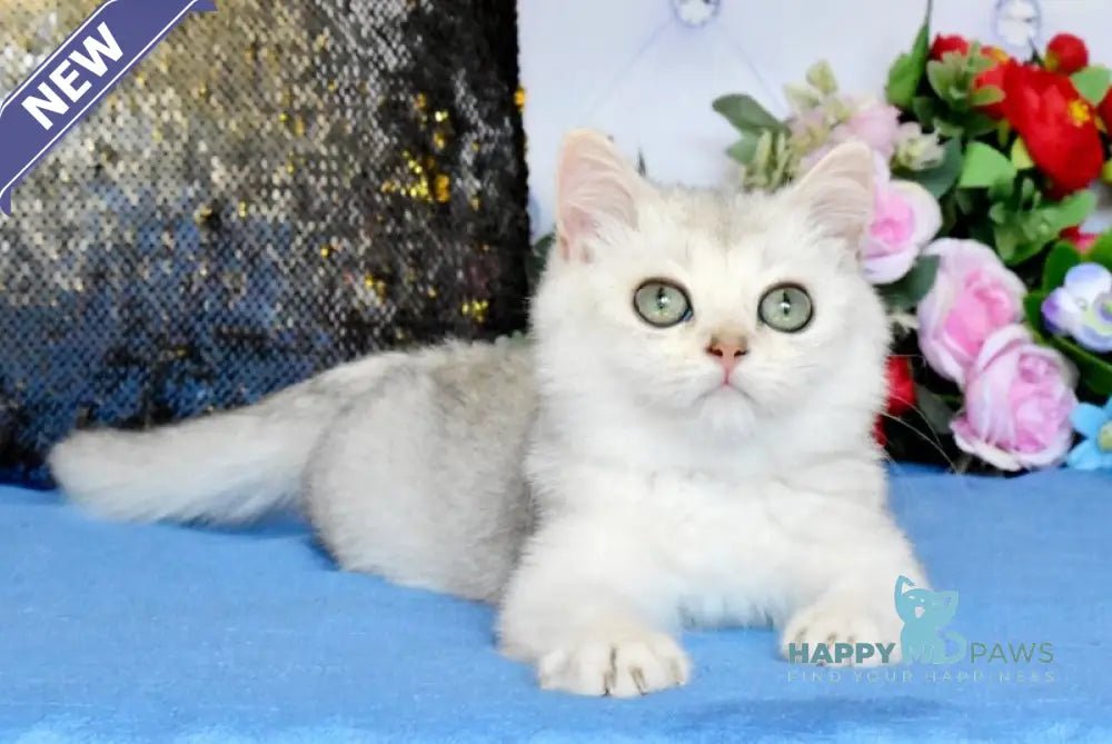 Sаm British Shorthair male black silver shaded live animals